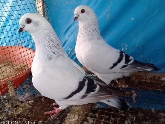 Pigeons de race 