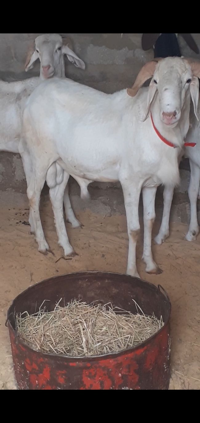 Mouton azawad ladoum