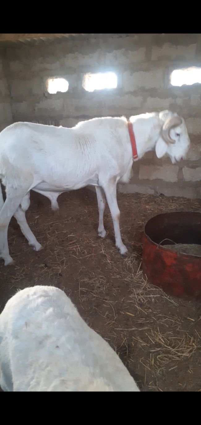 Mouton azawad ladoum