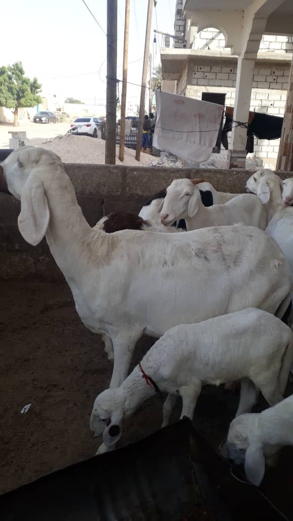 mouton azawad