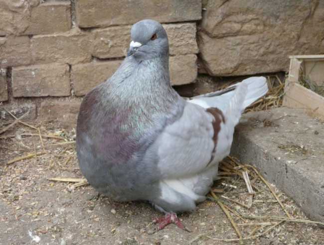 pigeons de race
